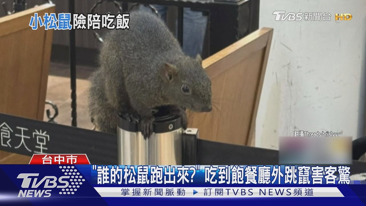 台中吃到飽餐廳外候位區驚見松鼠亂竄！跳上嬰兒推車顧客傻眼