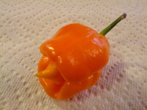 download lagu mp3 mp4 Yellow Trinidad Scorpion Chilli, download lagu Yellow Trinidad Scorpion Chilli gratis, unduh video klip Yellow Trinidad Scorpion Chilli