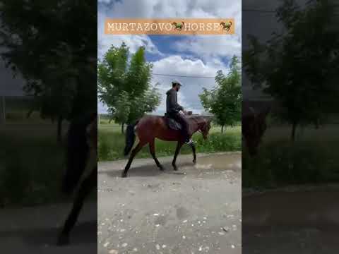 , title : 'Отличный шаг молодого Жеребчика кабардинской породы, Терек 🐎 от.Темрюк дербист👍🏻'