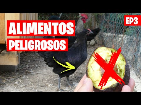 , title : '7 Alimentos que NO DEBES darle de comer a las Gallinas 🐔 EP3 | La Huerta de Ivan'