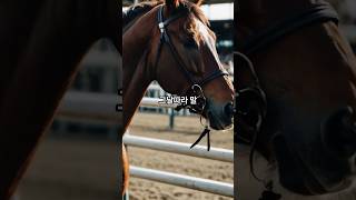 “그날은 뭔가… 이상했어요.#경마장썰#경마#경마장일상#유쾌한경마#고배당픽경마#경마예상#복병마#고배당
