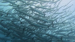 2025 六月 小琉球 Day 2 東邊梭魚群 水泥廠 網美老木 雞爪礁