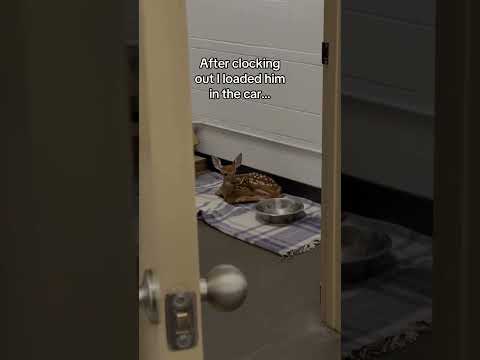 Any suggestions on what to do next? #wholesome #animals