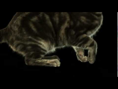 Amazing Slow Motion Leaping Cat