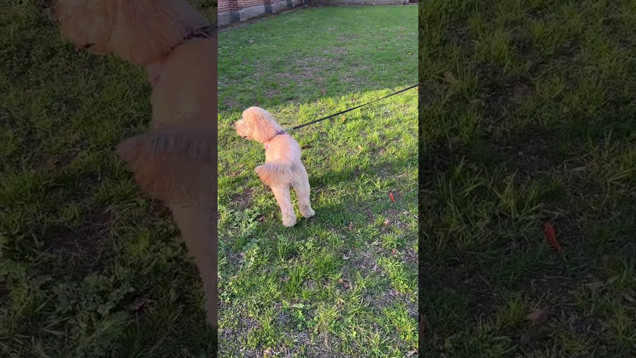 Enlarge COURTESY POST- KIARA - MINI GOLDENDOODLE - less than 25 lbs, a Adopted Goldendoodle in Clifton, NJ video 2/6