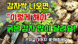 감자싹 나오면 이렇게 해야 굵고 많이달립니다 봄감자 순치기 추비시기 북주기 감자비료 #감자농사