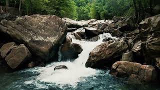 Download lagu Peaceful Forest Escape | Bird sounds and flowing water relaxation mp3