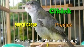 Download lagu CIBLEK JANTAN BIRAHI GACOR NGEBREN MEMANGGIL BETINA mp3 Download lagu CIBLEK JANTAN BIRAHI GACOR NGEBREN MEMANGGIL BETINA mp3