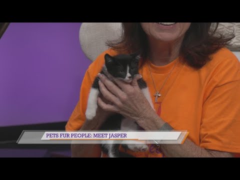 Pets Fur People: Meet Jasper - YouTube