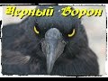 песня "Черный Ворон" реквием памяти павших бойцов Новороссии 2015 ...