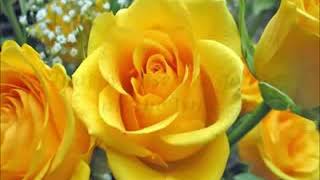 Don&#39;t Expect Me To Be Your Friend   LOBO   fhe619   with lyrics