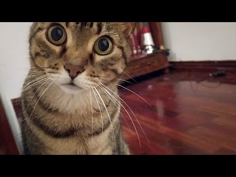 Tommy gets mad when he hears "no". No one's seen a cat react like this, so i filmed to prove it
