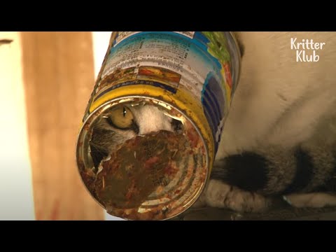 Cat Can’t Eat Or Drink Anything With Head Stuck In A Can | Kritter Klub