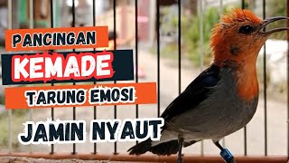 Download lagu kemade gacor ini bisa memancing kemade bahan ikut bunyi mp3 Download lagu kemade gacor ini bisa memancing kemade bahan ikut bunyi mp3