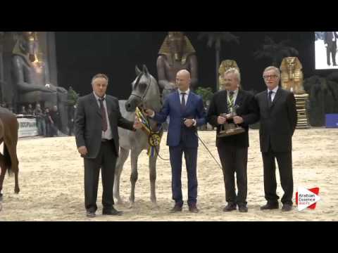 3rd-N.122 PARIS - Verona 2015 - Yearling Colts Championship (Class 14)