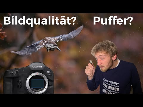 Canon R5 II & R1: RAW or cRAW for Wildlife & Memory Card Recommendation