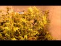 Day 71 cutting the amnesia down.wmv 