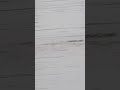 Great Cormorant Eats The Whole Fish Instantly Birds Nature Shorts