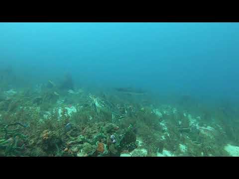 La petite Tortue et le grand méchant Barracuda !