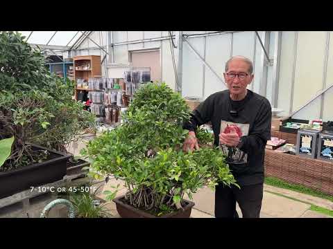 Bonsai techniques: Ficus Bonsai care tips (indoor bonsai) by Peter Chan