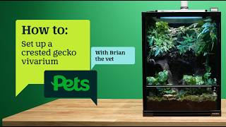 How to set up a crested gecko vivarium | A beginner's setup guide