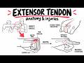 Extensor Tendon Anatomy & Injuries Explained | Zones, Clinical features and examination