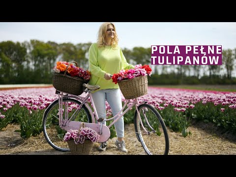 , title : 'Pola tulipanów w Holandii. Jak najlepiej uprawiać tulipany?'