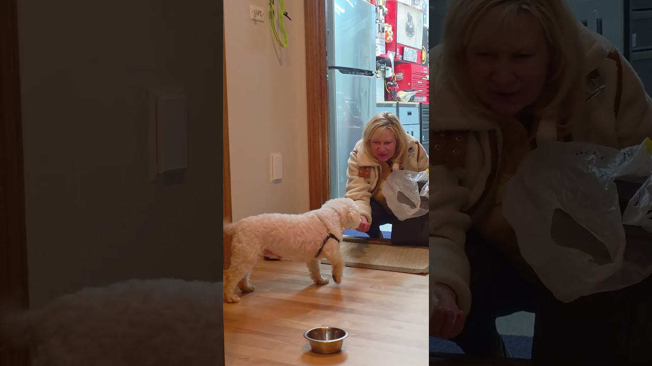 Amelia - Adoption Pending, a Adoptable Bichon Frise in Hartland, WI video 5/5