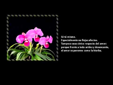 No Tengas Miedo De Querer - Omar Cerasuolo