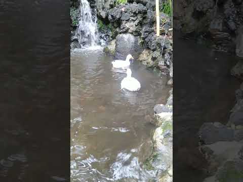 アヒルと野生のアヒルの好きな食べ物は何ですか?どれを避けるべきでしょうか?  庭園