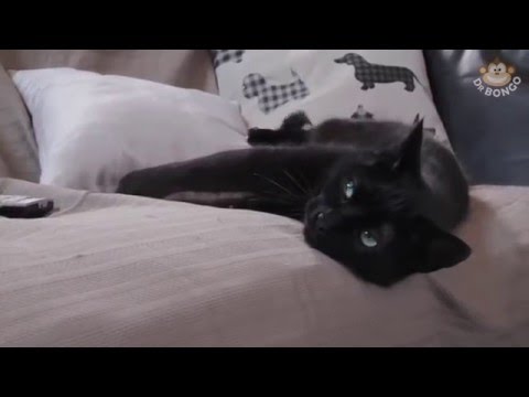 Cats just don't care  They are ok with everything