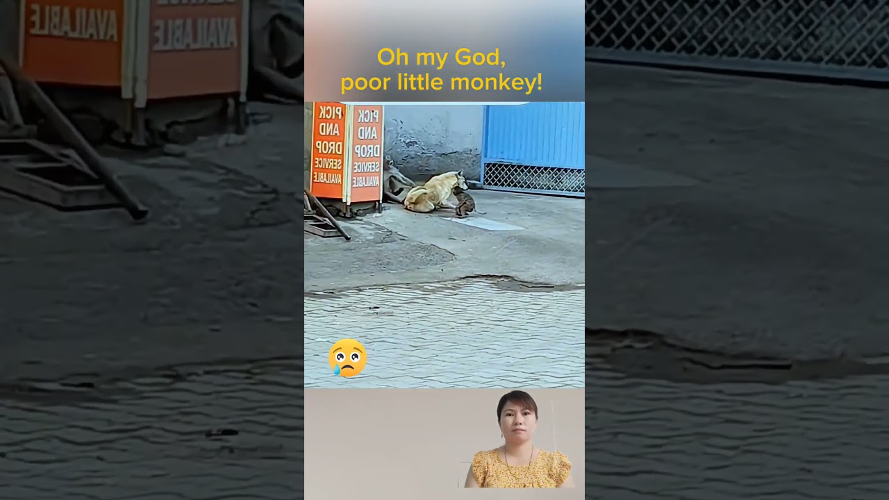 Dogs and monkeys #animal _025#animals #shorts
