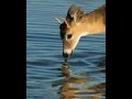 As the Deer: Instrumental by David Bauer.