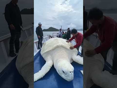 Des animaux mignons qui grandissent - du minuscule au majestueux ! 🦁✨