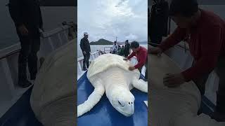 Des animaux mignons qui grandissent - du minuscule au majestueux ! 🦁✨