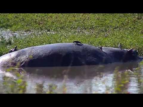 Djuma: Hippo with Oxpeckers and Terrapin on it's back - 14:10 - 04/27/21