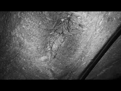 Djuma: Snake with head/neck out of different hole in tree - 20:39 - 11/12/21