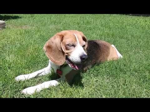 Shiloh狗狗 Resting & Sunbathing in the back yard三月天後院休息曬太陽March 2021