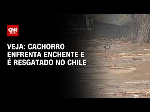 Cachorro enfrenta correnteza de enchente e é resgatado no Chile; Veja imagens | CNN BRASIL