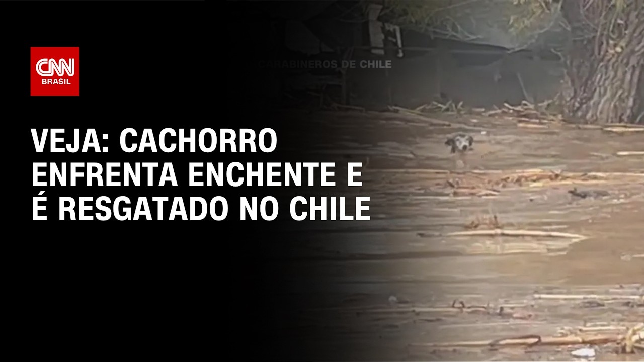 Cachorro enfrenta correnteza de enchente e é resgatado no Chile; Veja imagens | CNN BRASIL