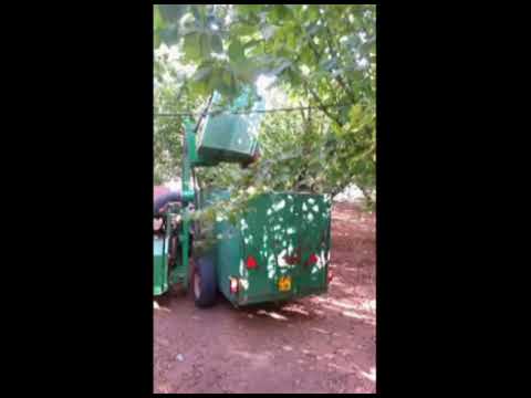 cassone per nocciole-Giampi macchine agricole