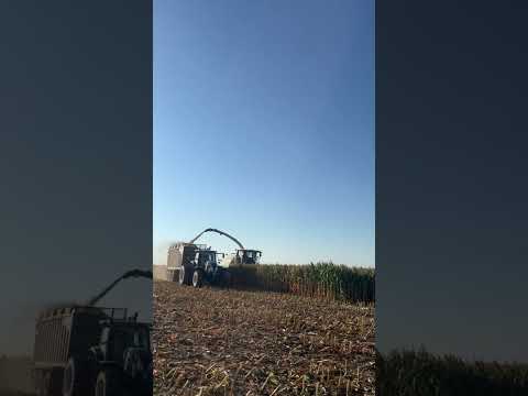 🌽🚜 PICADO DE MAÍZ – LA ALPINA (Clason, Santa Fe) MATERIALES ADVANTA