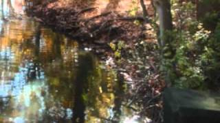 Deine Lakaien - Forest