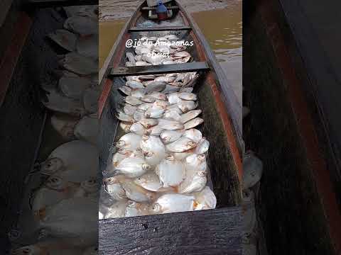 pescando no Rio juruá e veja só o tanto de pacu,#filmagens #pescando #Peixes #riojuruá