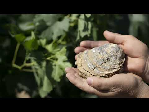 Marchesi Frescobaldi - Cultivating Toscana Diversity