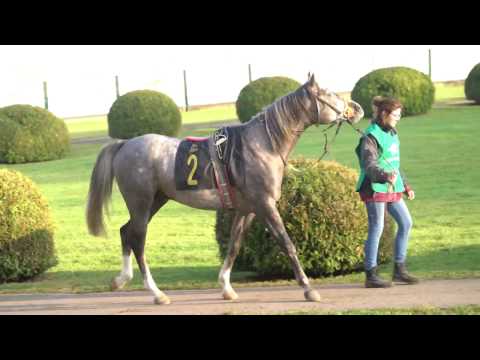 Koń arabski MATAR wygrywa gonitwę na Torze Słuzewiec