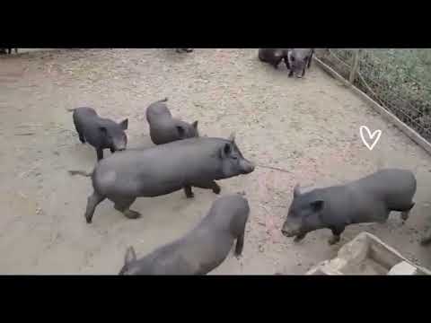 , title : 'Πωλούνται γουρούνια Βιετνάμ (Mini pigs) - Mini pigs for sale'