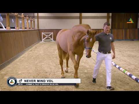 Never Mind VDL, stallion by Comme il Faut