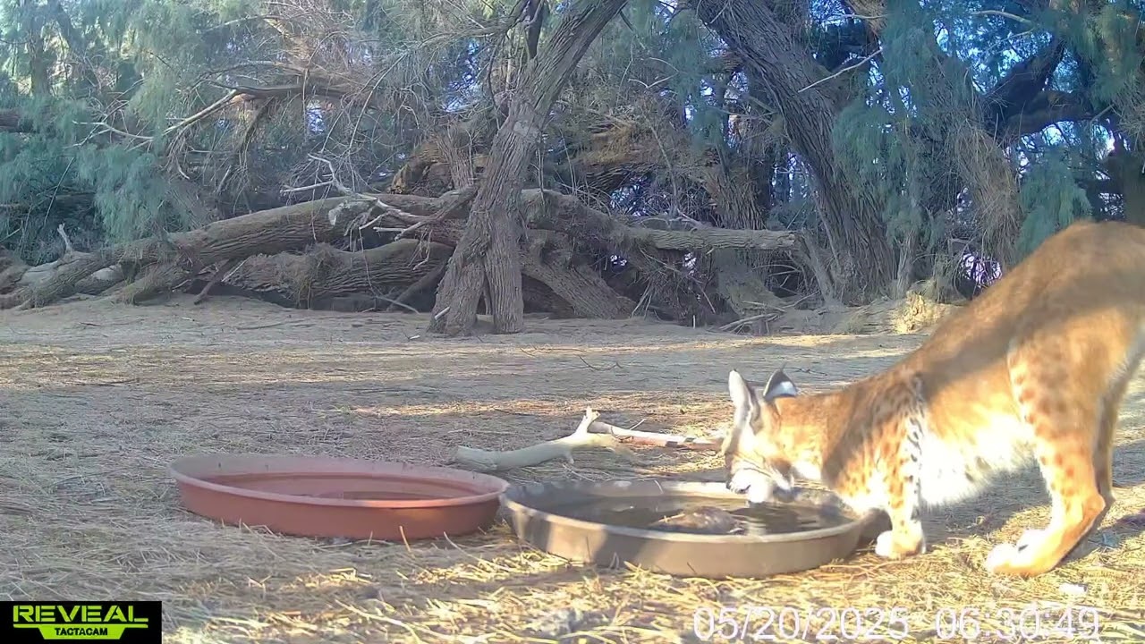 S3E18: Wildlife visit water stations throughout the warm morning on a 'Toasty Tuesday' in the desert