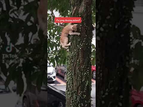 straycat zoey..love him so much